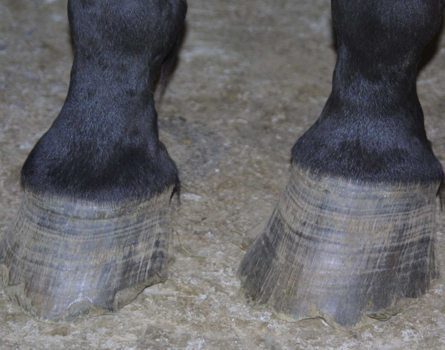 *Barefoot Trimming*